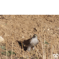 گونه قرقی Eurasian Sparrowhawk